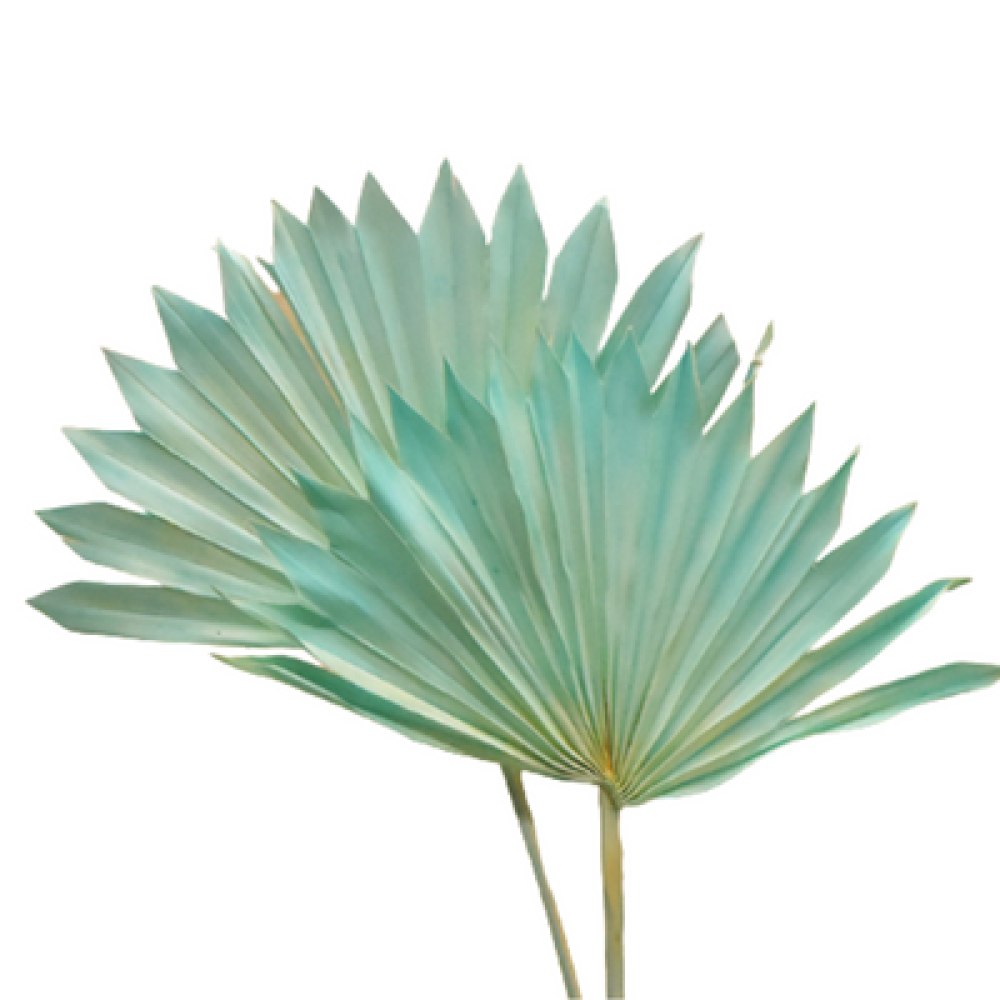 Blue Palm Tree Leaves | Dried Flower Supplies